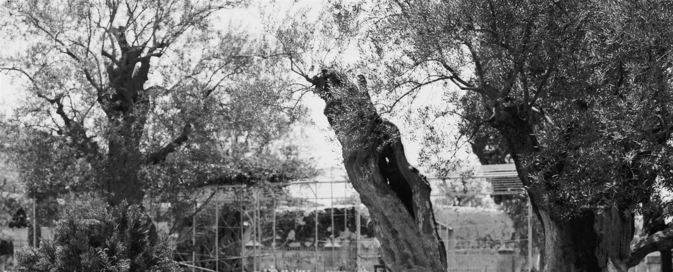 Ancient olive trees in the Garden of Gethsemane, Jerusalem